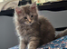 Pollydactyl maine coons ready 3 weeks 7777 tica registered.