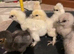 Silkie chicks for sale (un-sexed)......you have to pick a sex......pure beerds from show stock