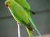 Looking for tamed ringneck under 8 months old