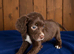 Cocker spaniel puppies