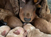 F1 small mini cockapoos various colours 30 dna health tested clear
