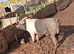 Saddleback boar for hire