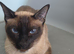 Siamese Seal point male Kitten
