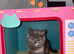Stunning blue cream bsh kitten
