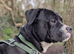 Large cross breed looking for forever home