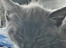 Ragdoll cross kittens