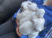 Mini lop litter. Ready now
