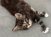 Maine coon x bengal kittens