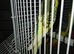 3 budgies for sale