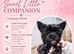 LAST GIRL! Mini Black Yorkshire Terrier