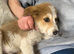 Jack & Jill what a stunning looking pups , quiet and loving just waiting for their family