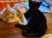 Beautiful Kittens