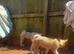 Alaskan malamute x Akita puppies