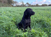 Adult - KC Registered Labrador Retriever Female