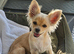 Caramel Tan Chihuahua boy teacup