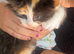 Adorable Manx kittens ready to be homed