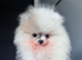 Boy pom