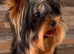 Male Yorkshire Terrier 2KG