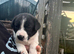 Border collie puppies