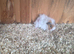 Baby female guinea pigs