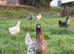 Free Range Point Of Lay Hens Available