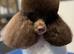 Beautiful Toy Poodle both males only one little boy left one has been reserved