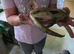 Blue tongue skink with vivid