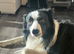 STUD ONLY 3 year old full breed border collie