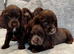 ️ READY NOW KC Chocolate Show Type Cocker Puppies️
