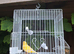 Male canary and cage