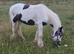 3 year old filly