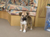 Bullmastiff X border collies