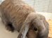 Beautiful bunny for sale