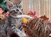 RAGDOLL CROSS KITTENS