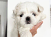 Exceptional Full Korean Maltese Boy Puppy