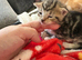 2 tabby kittens for sale