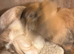 Lion lops bonded pair