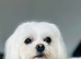Asian toy F1 Maltipoo