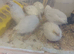 White buttons quails