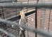 Baby Cocktal for sale