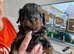 Cavapoo puppies