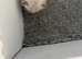 3 ragdoll/ Siamese kittens