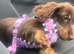 long haired miniature dachshund girl