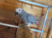 African Grey Parrots - Hens 11mts old