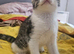 Adorable female kitten