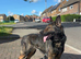 Female german shepherd