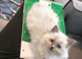 Beautiful Blue Point Ragdoll Kittens