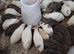 20 jumbo white quail 5 weeks old