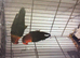 Pair of lovebirds