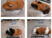 Baby guinea pigs ready now